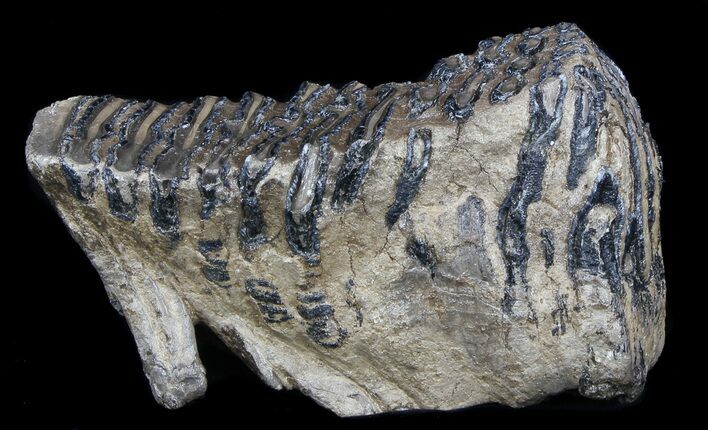 Rare Fossil Palaeoloxodon Molar #35932